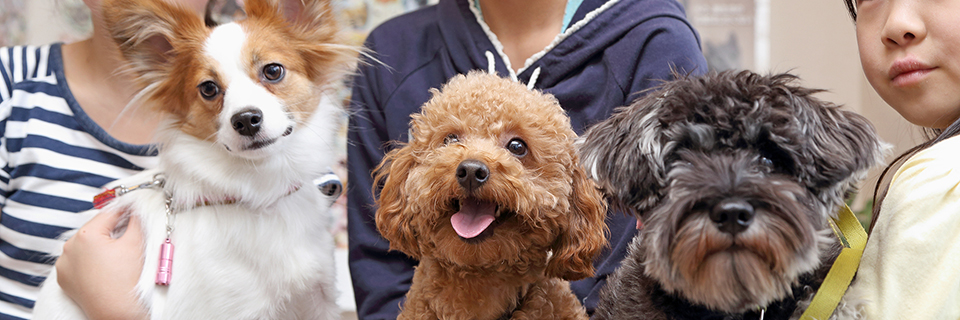 ワンちゃん 犬 の病気 りほの動物病院 藤沢市 辻堂 茅ヶ崎市 犬猫専門 眼科 トリミング