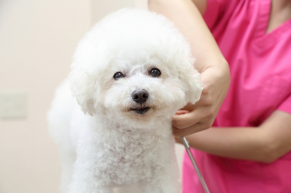 りほの動物病院のトリミングは季節によってプレゼントがあります